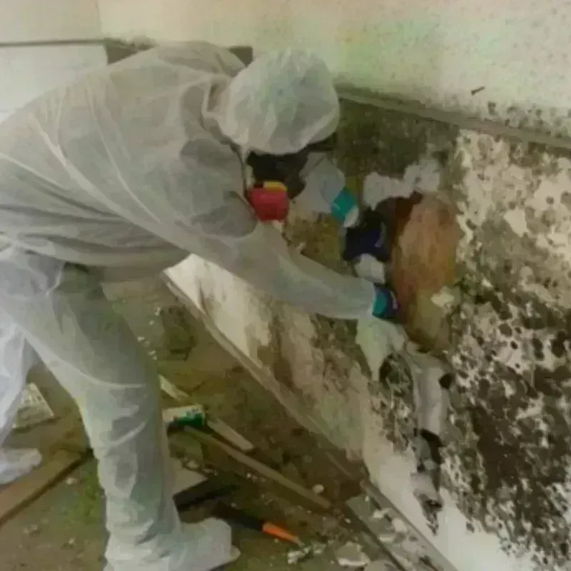 Mold Remediation and Removal in Park City, UT